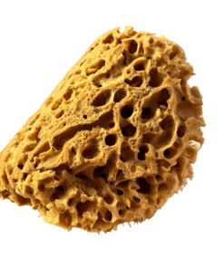 ÉPONGE DE MER
